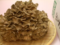 �����@�i�}�C�^�P�j